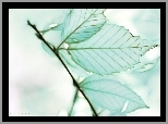 Liście, Fractalius