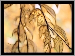 Liście, Fractalius