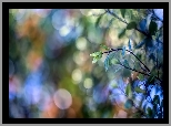 Gałązki, Liście, Bokeh