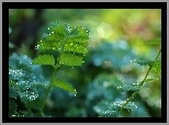 Licie, Zielone, Krople, Bokeh