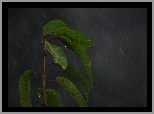 Łodyga, liście, Deszcz