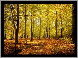 Park, Drzewa, Opadłe, Liście