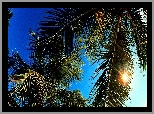 Liście, Palm, Promienie, Słoneczne