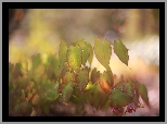 Liście, Epimedium, Rośliny