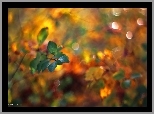 Zielone, Liście, Bokeh
