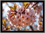 Gałązka, Jasnoróżowe, Kwiaty, Listki, Drzewo owocowe, Wiśnia