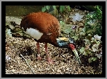Ibis, Madagaskarski, Roślinność