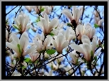 Magnolia