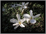 Magnolia