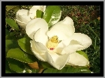 Biała, Magnolia, Wielkokwiatowa