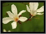 Magnolia Japońska, Białe, Kwiaty