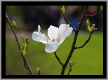 Magnolia Japońska, Biały, Kwiat