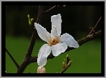 Magnolia Japońska, Biały, Kwiat