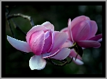 Magnolia, Gałąź