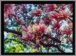 Krzew, Magnolia, Kwiaty