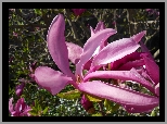 Kwiat, Magnolia, Makro