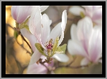 Magnolia, Różowa, Kwiat, Krzew