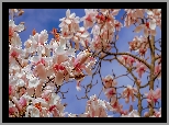 Magnolia, Biało-różowe, Kwiaty, Gałązki