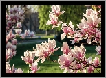 Kwitnąca, Magnolia, Wiosna