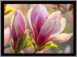 Magnolia, Kwiat, Pąk