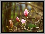 Różowa, Magnolia, Gałązki