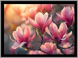 Różowe, Rozwinięte, Kwiaty, Magnolia