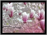 Magnolie, Kwiaty, Krzew, Grafika