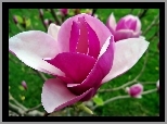 Kwiat, Magnolii, Zbliżenie