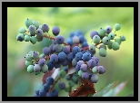 Mahonia pospolita, Fioletowe, Owoce, Jagody, Krzew