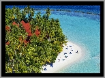 Hotel Kurumba Maldives, Wyspa Vihamanaafushi, Malediwy, Tropiki, Morze, Plaża, Palmy, Wakacje