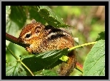 Malutka, Wiewiórka, Chipmunk, Liście