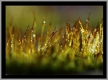 Mchy, Porosty, Źdźbła, Krople, Bokeh, Makro