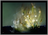 Mchy, Porosty, Źdźbła, Makro, Bokeh