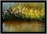 Mchy, Porosty, Makro, Bokeh