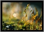Mech, Makro, Źdźbła, Bokeh