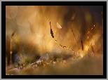 Mech, Źdźbła, Makro, Bokeh