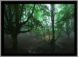 Hiszpania, Kraj Basków, Park Narodowy Gorbea, Las, Drzewa, Mgła