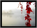 Mgła, Jezioro, Czerwone, Liście