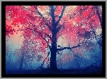 Drzewo, Mgła, Jesień