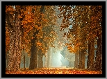 Drzewa, Kasztanowce, Ławka, Mgła, Park, Jesień