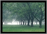 Park, Mgła, Drzewa