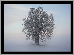 Zima, Mgła, Drzewo
