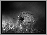 Miechunka rozdęta, Sucha, Roślina, Bokeh