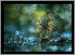 Miechunka Rozdęta, Roślina, Sucha, Bokeh