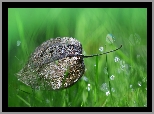 Miechunka Rozdęta, Trawa, Bokeh