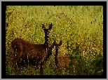 Sarna, Młode, Trawa