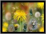 Mniszki, Dmuchawce, Niełupki, Bokeh