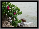 Morze, Woda, Kamienie, Dzika Róża