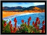 Morze, Plaża, Góry, Kwiaty, Aloes