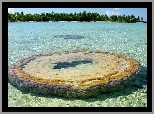 Morze, Palmy, Mały, Atoll